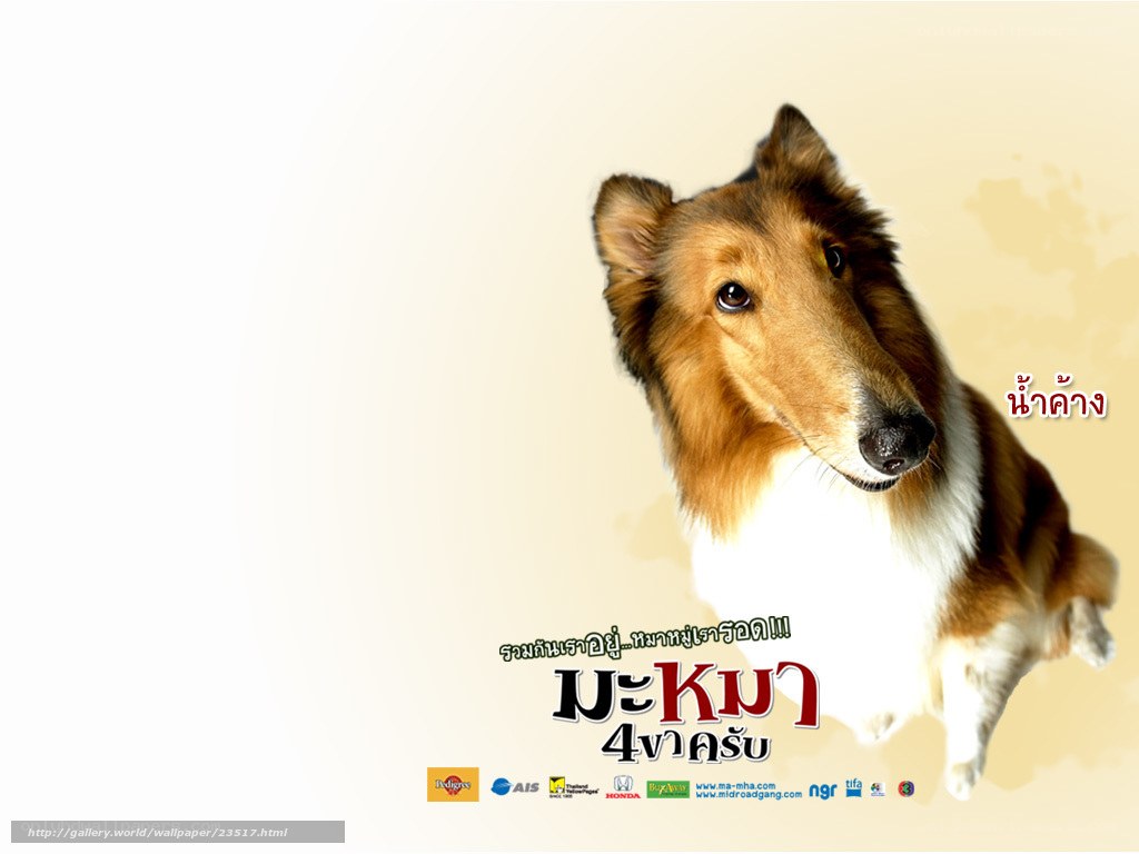 Collie dog promotional poster