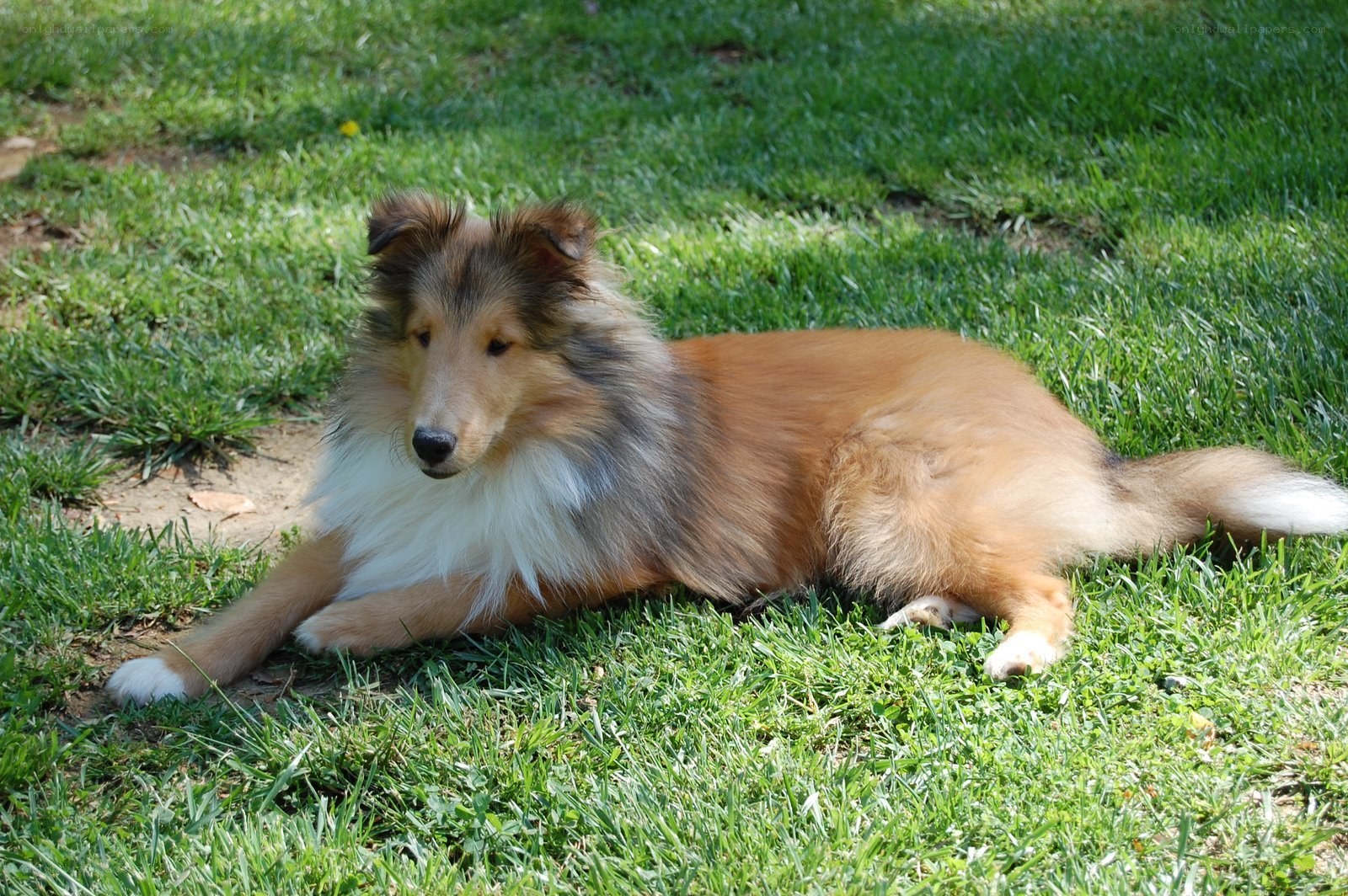 Collie dog resting on grass
