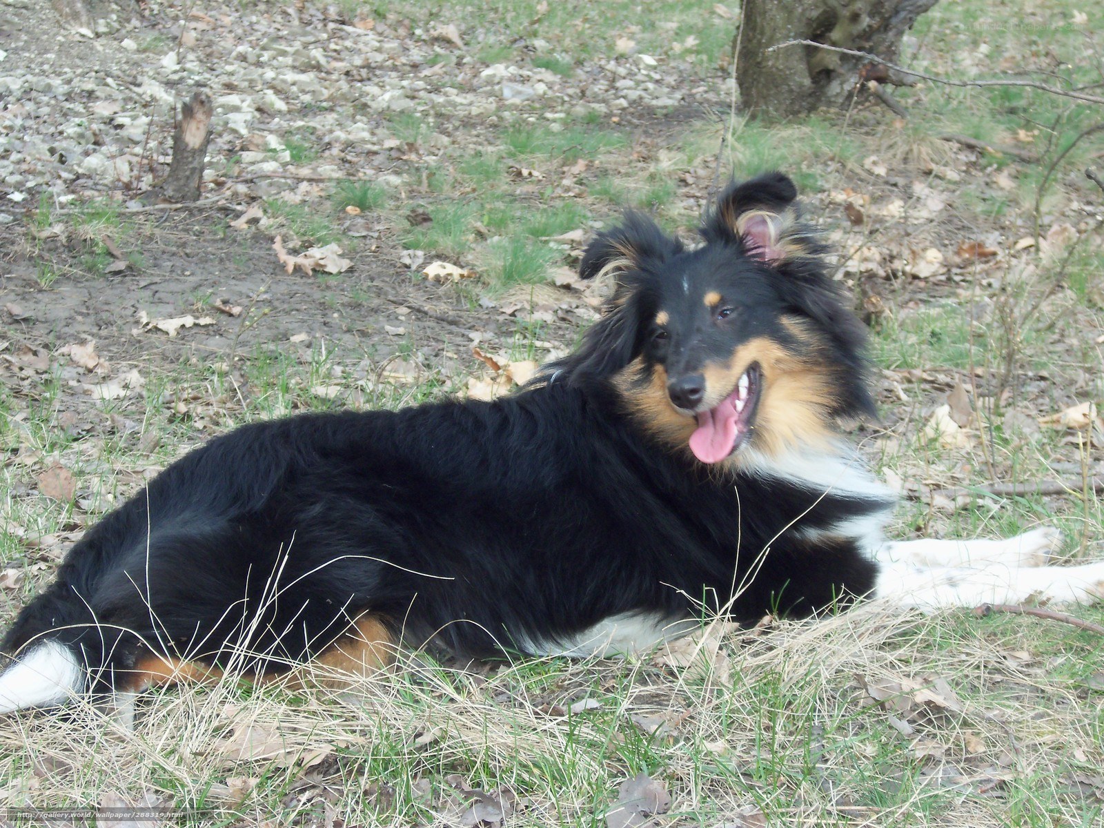 Collie dog resting outdoors