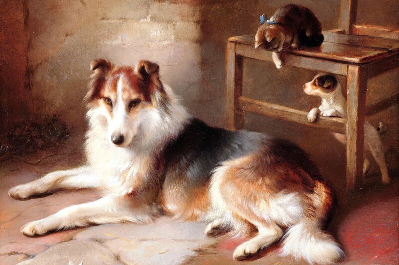 Collie Dog Resting