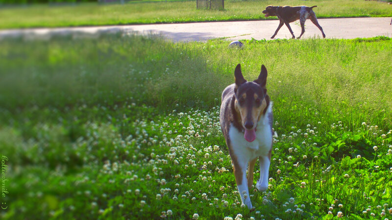 Collie Dog Running — Green, Active, Afternoon