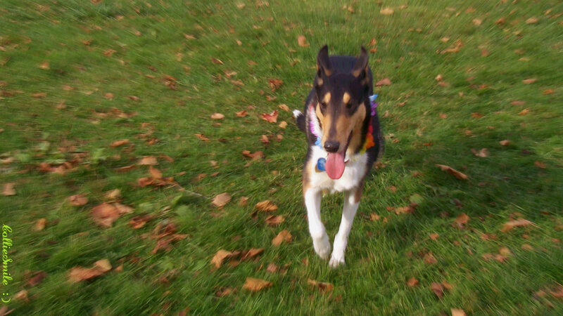 Collie Dog Running — Green, Active