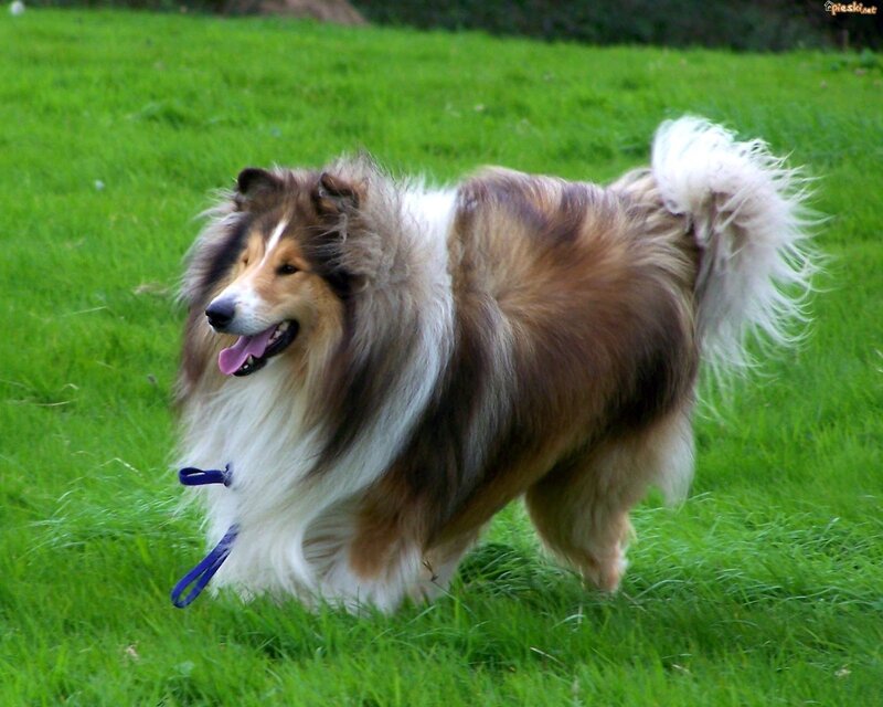 Collie Dog Running — Green