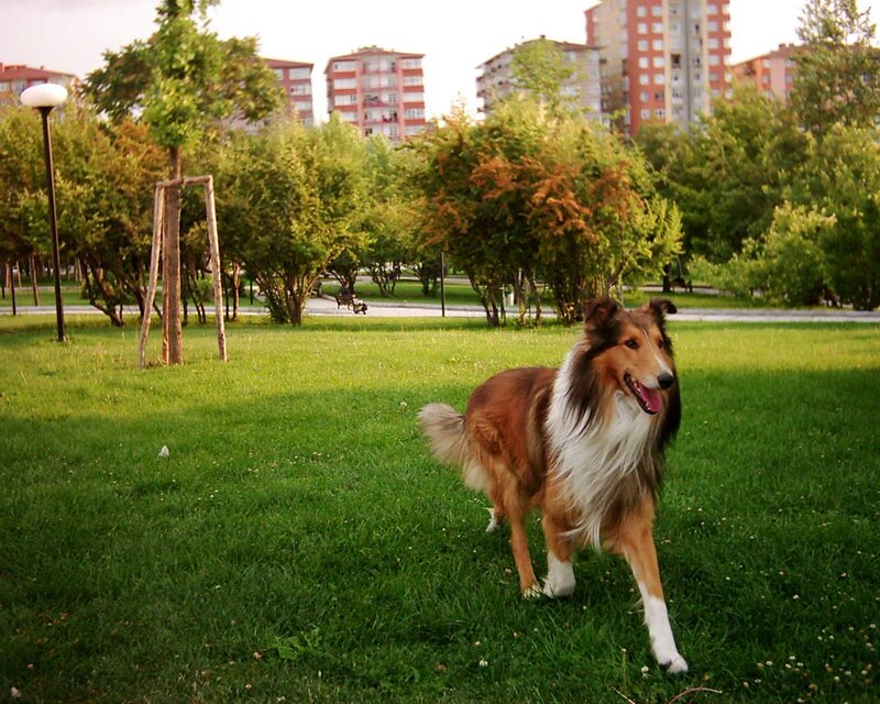 Collie Dog Running