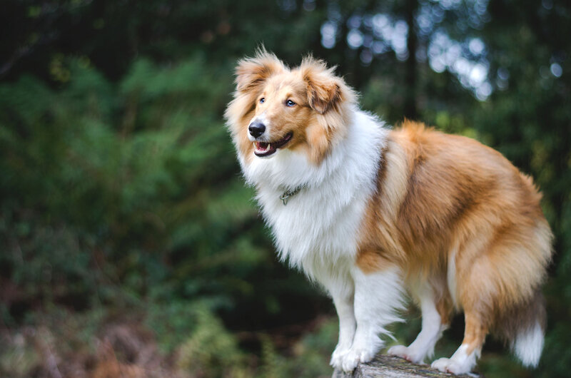 Collie Dog Standing — Brown, Calm, Afternoon