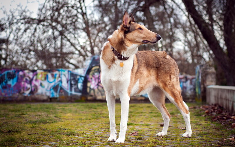 Collie Dog Standing — Brown, Calm, Autumn