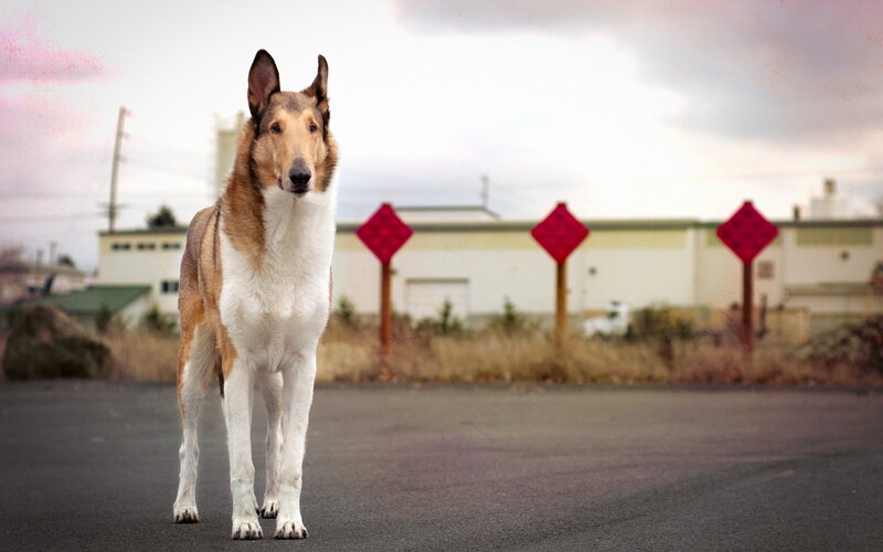 Collie Dog Standing — Brown, Calm