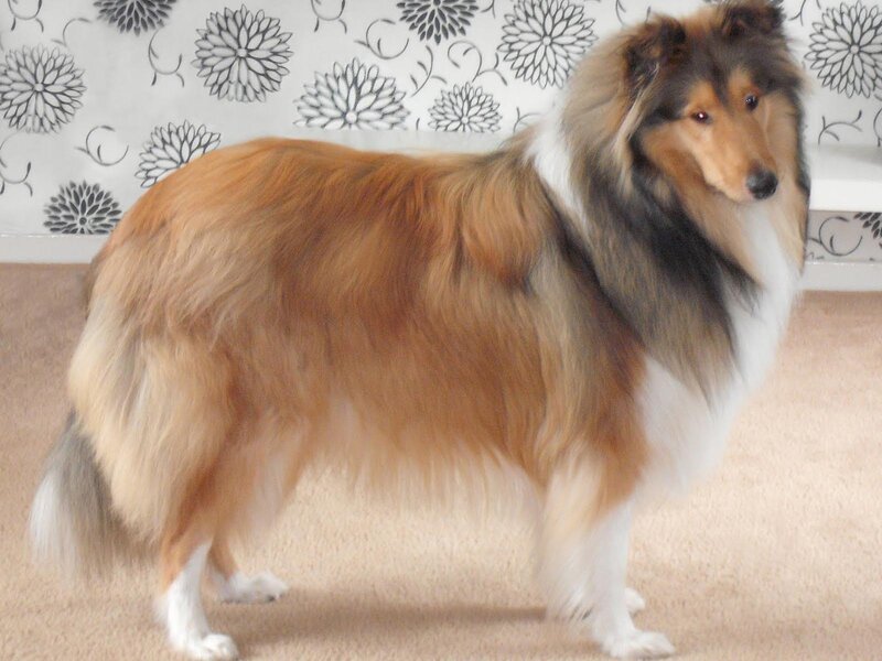 Collie Dog Standing — Brown