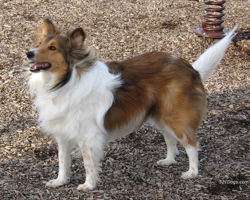 Collie dog standing on mulch