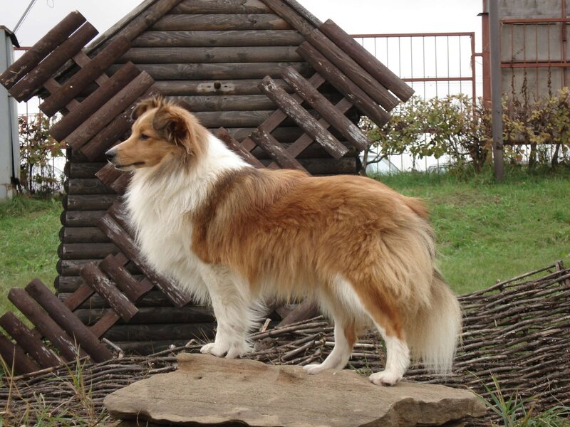 Collie dog standing outside