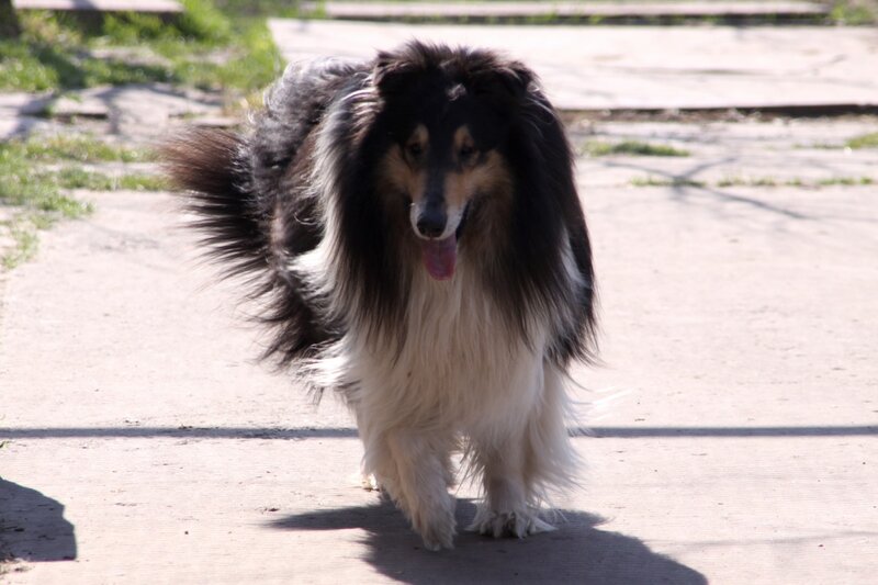 Collie Dog Walking