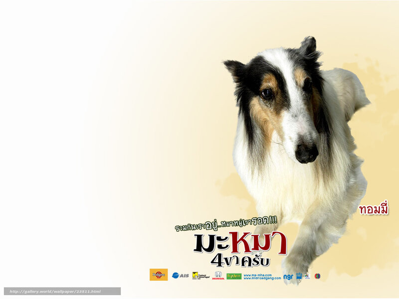 Collie dog wallpaper