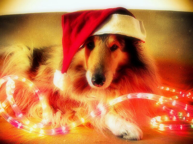 Collie Dog Wearing Hat