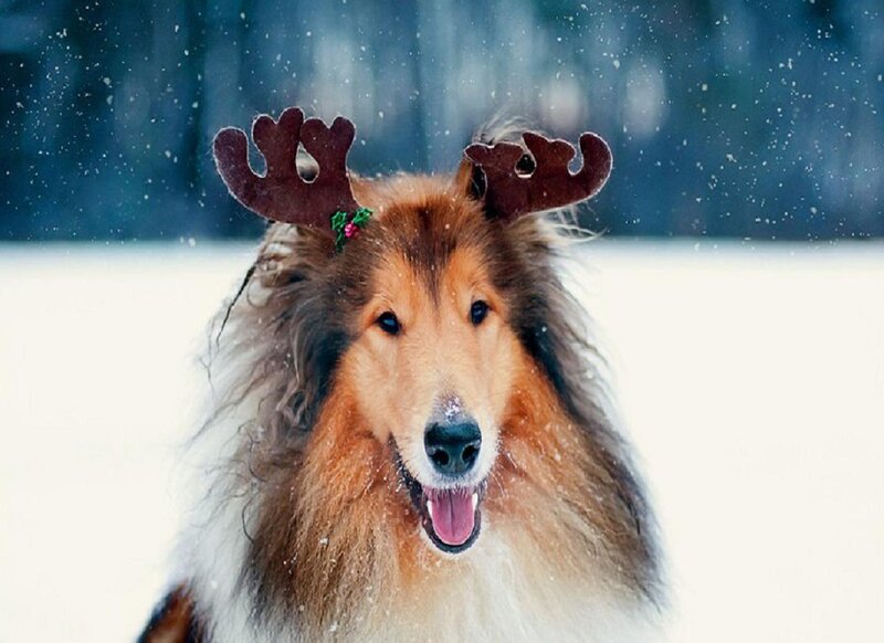 Collie Dog with Antlers