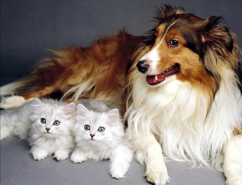 Collie Dog with Kittens