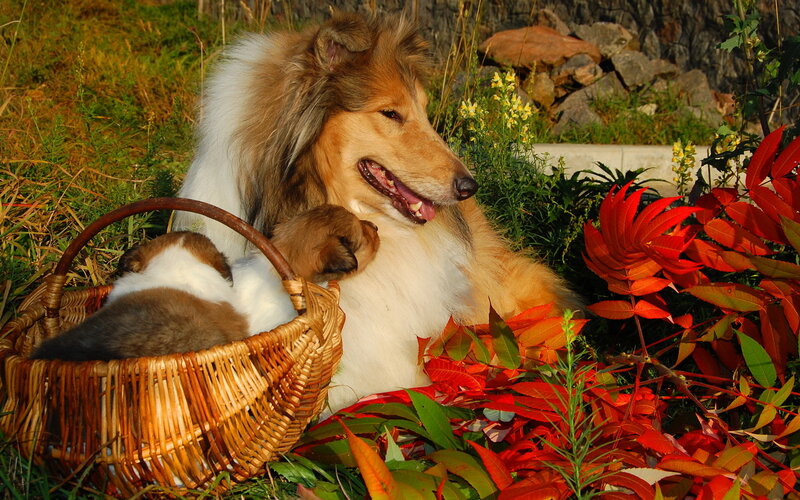 Collie Dog with Puppies