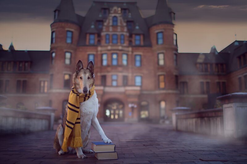 Collie Dog with Scarf