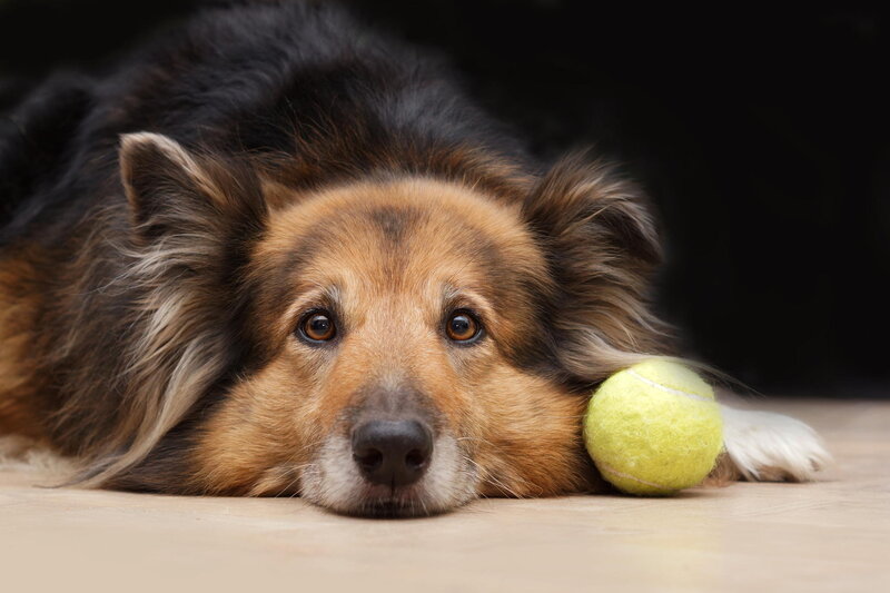 Collie Dog with Tennis Ball