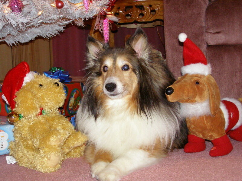 Collie Dog with Toys