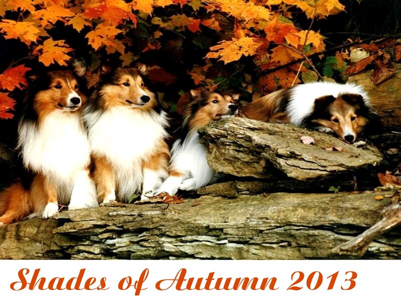 Collie Dogs in Autumn