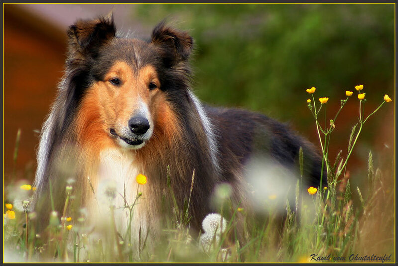 Collie in a field of flowers