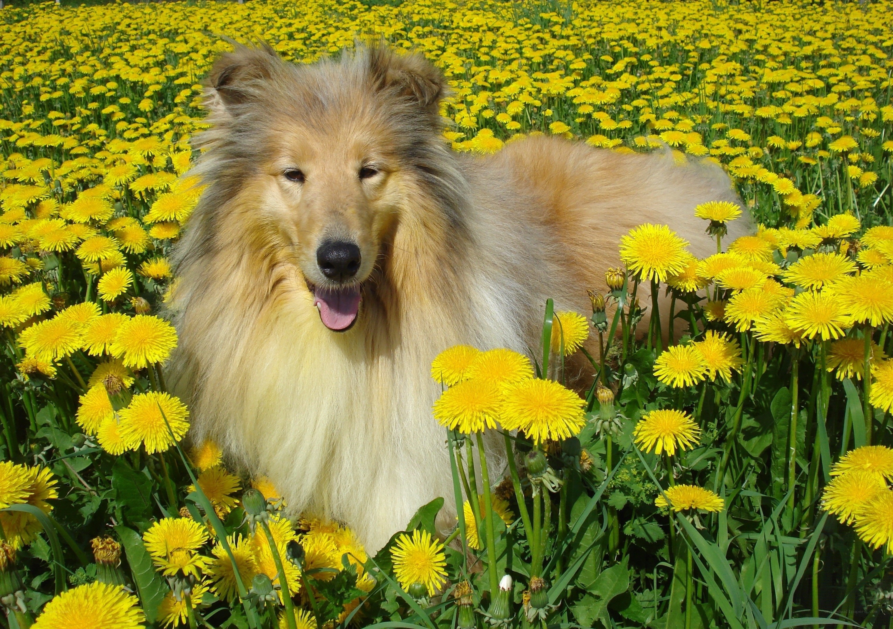 Collie in dandelion field