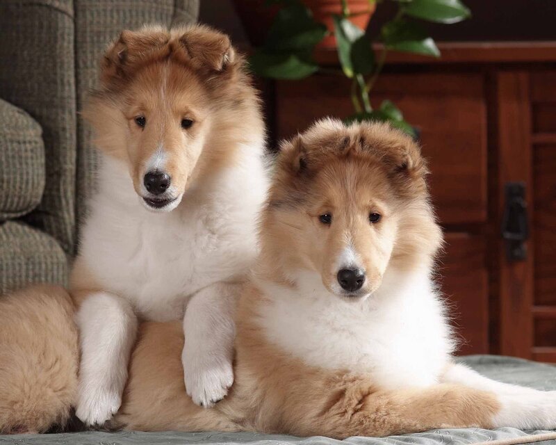 Collie Puppies