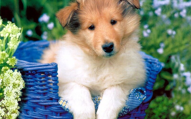 Collie Puppy in Basket