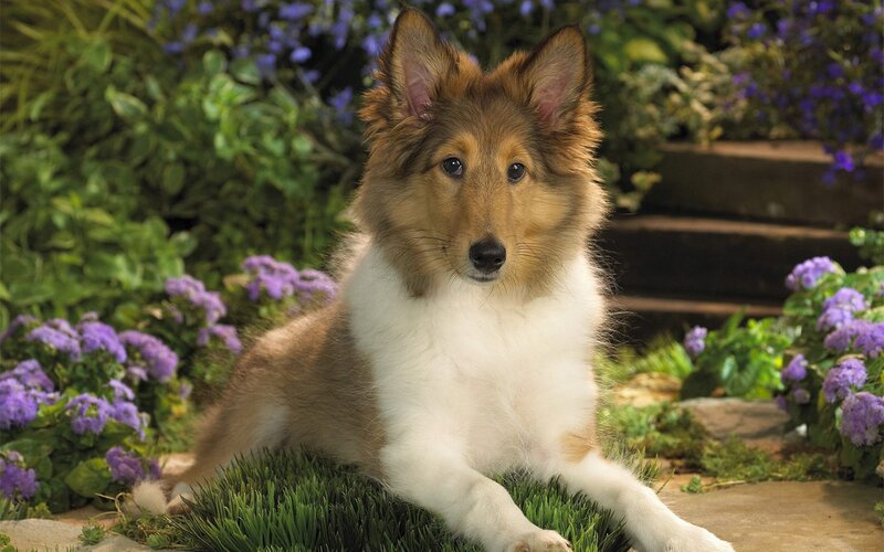 Collie Puppy in Garden — Green, Calm, Afternoon, Photograph, Flowers, Grass, Steps, Brown