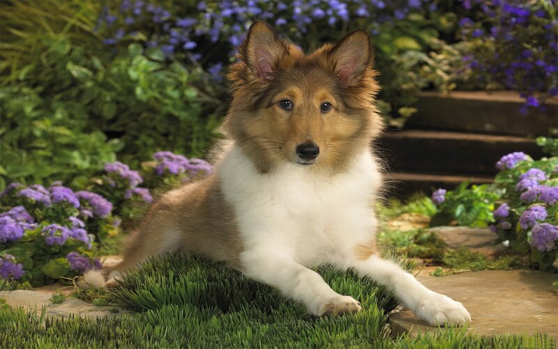 Collie Puppy in Garden — Green, Calm, Afternoon, Photograph, Flowers