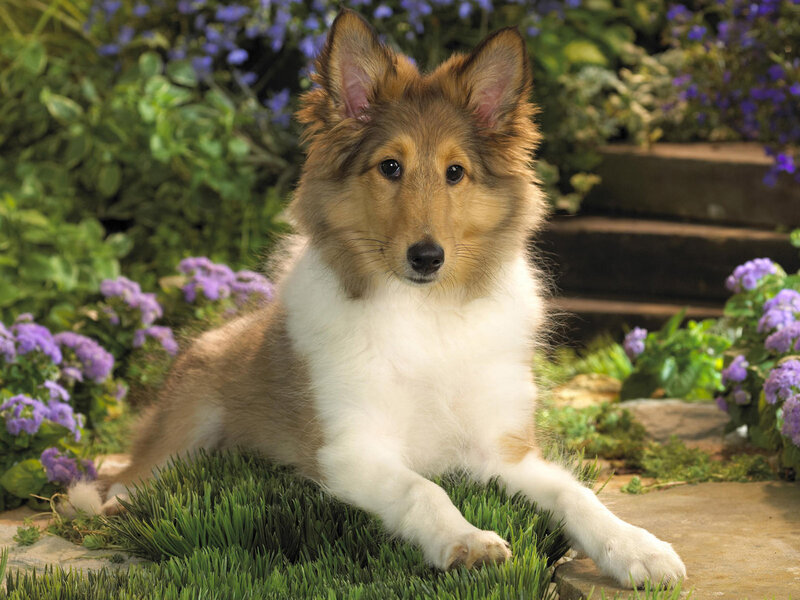 Collie Puppy in Garden — Green, Calm, Afternoon