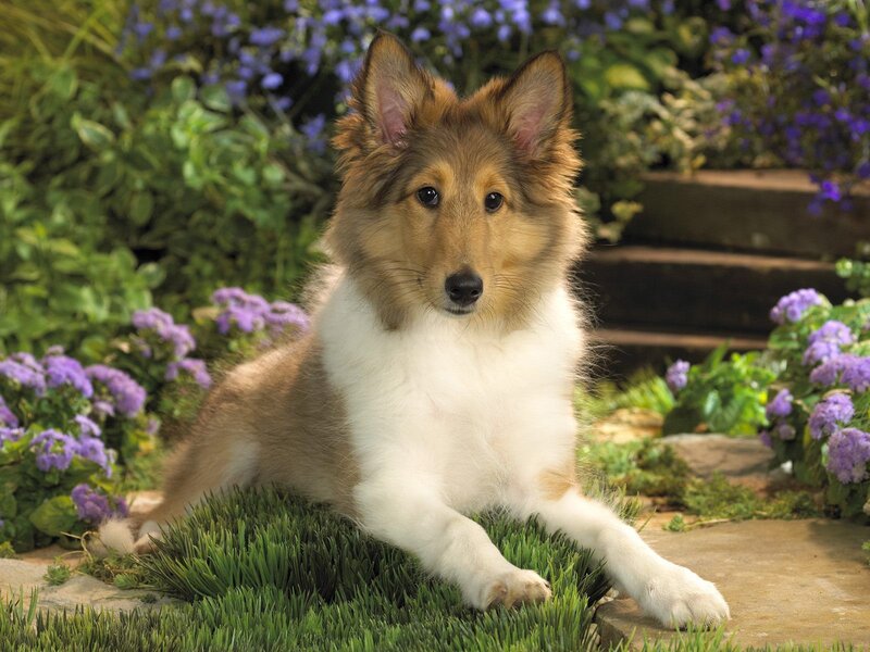 Collie Puppy in Garden — Green, Calm