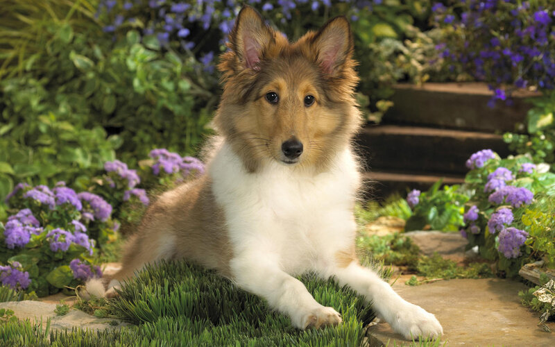 Collie Puppy in Garden — Green