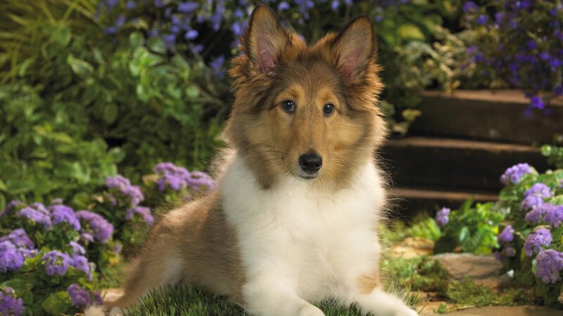 Collie puppy in garden