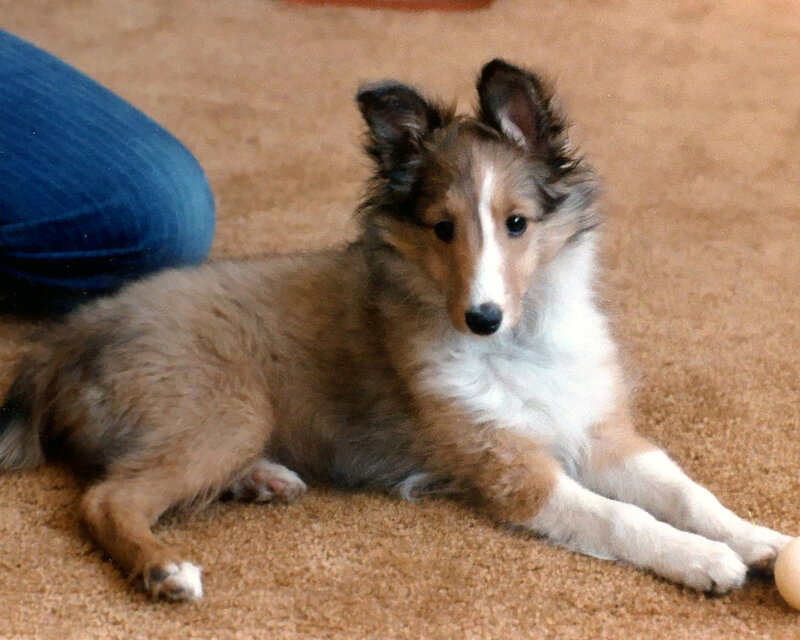 Collie Puppy on Carpet