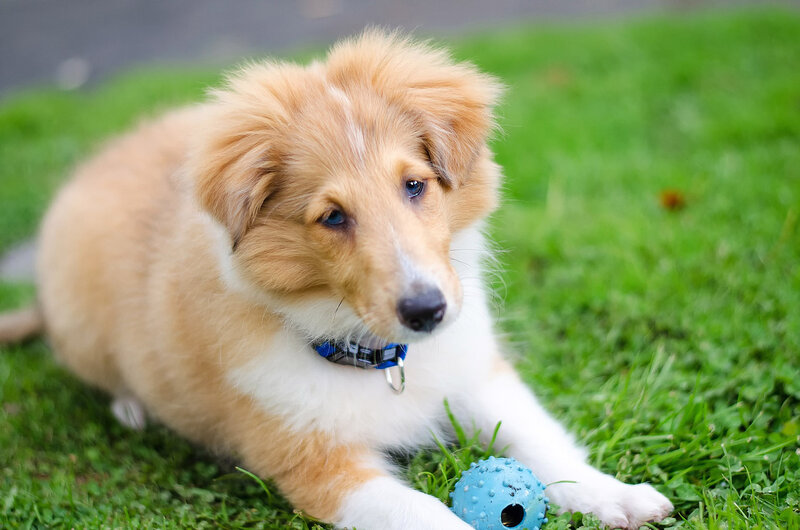 Collie Puppy on Grass