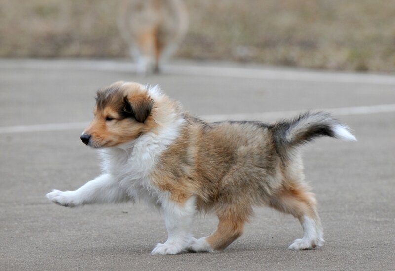 Collie Puppy Running