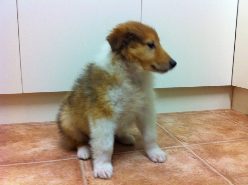 Collie Puppy Sitting