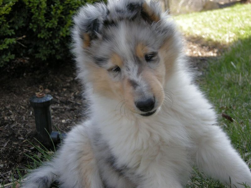 Collie Puppy