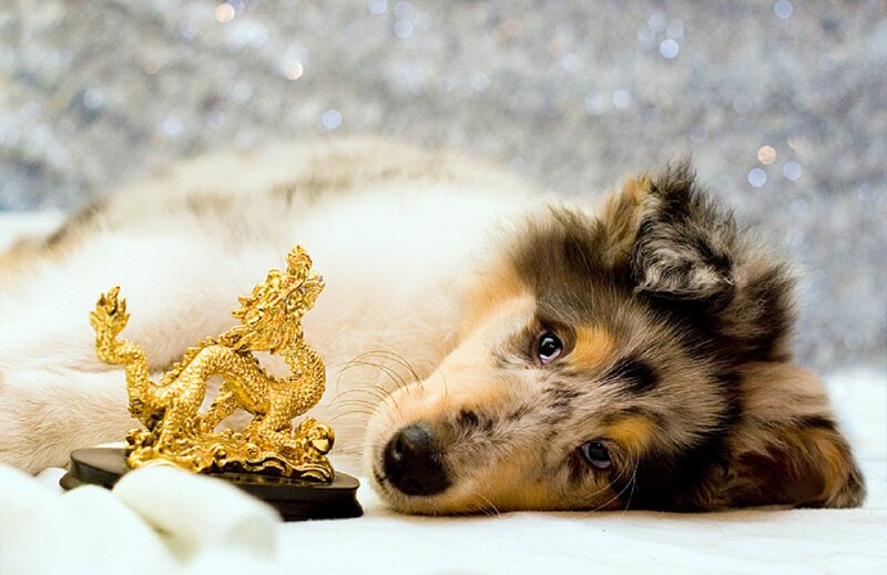 Collie Puppy with Dragon