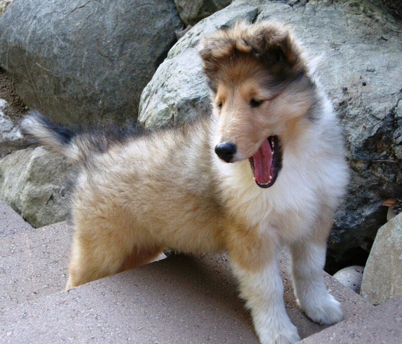 Collie Puppy Yawning