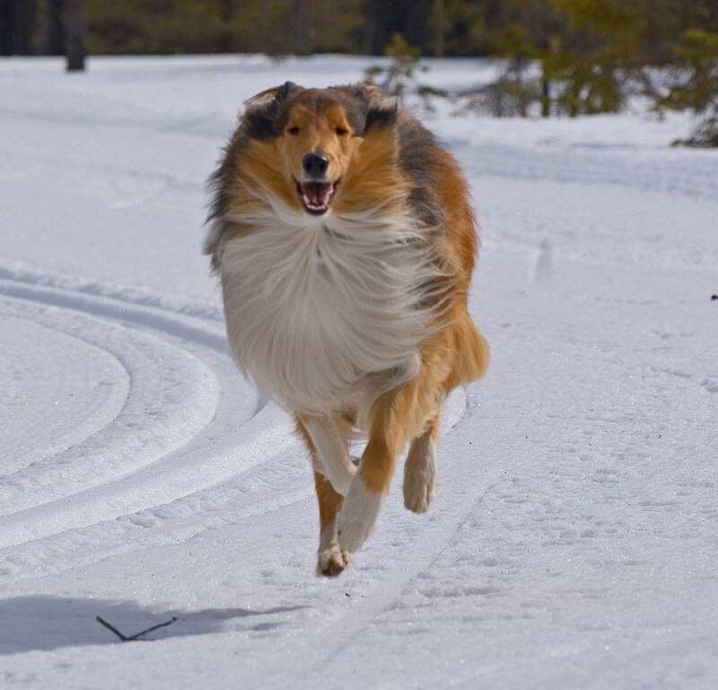 Collie running in the snow