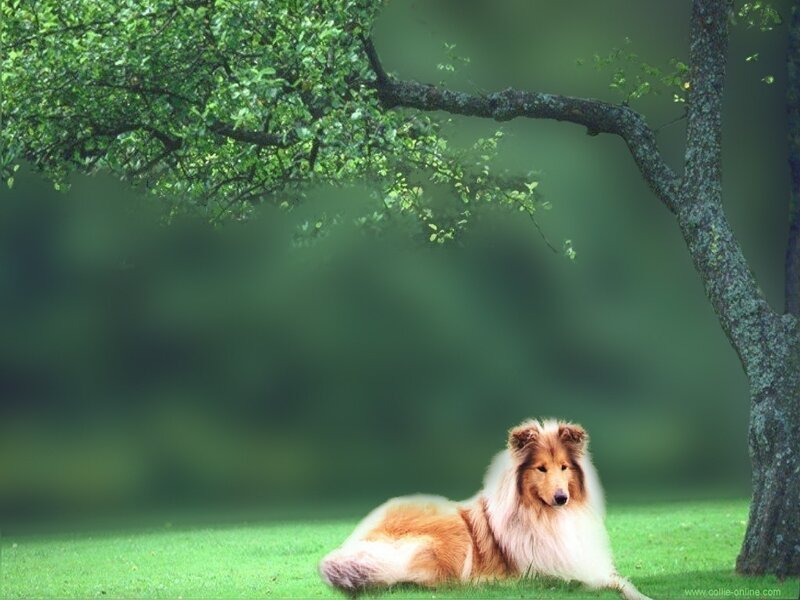 Collie under a tree
