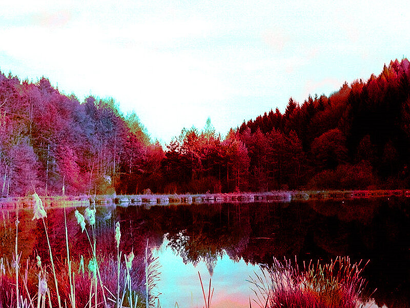 Color-altered forest lake