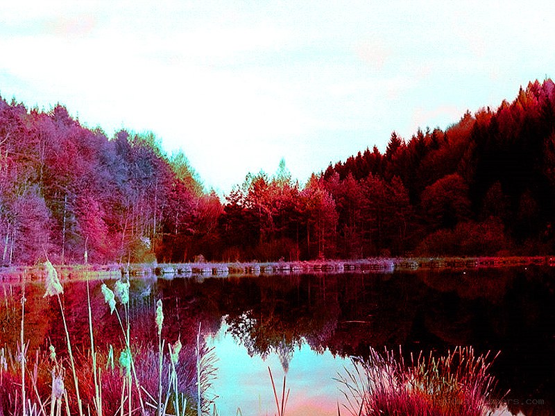 Color-altered forest lake