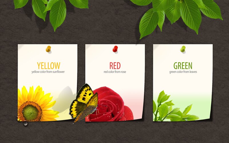 Color cards with flowers and butterfly