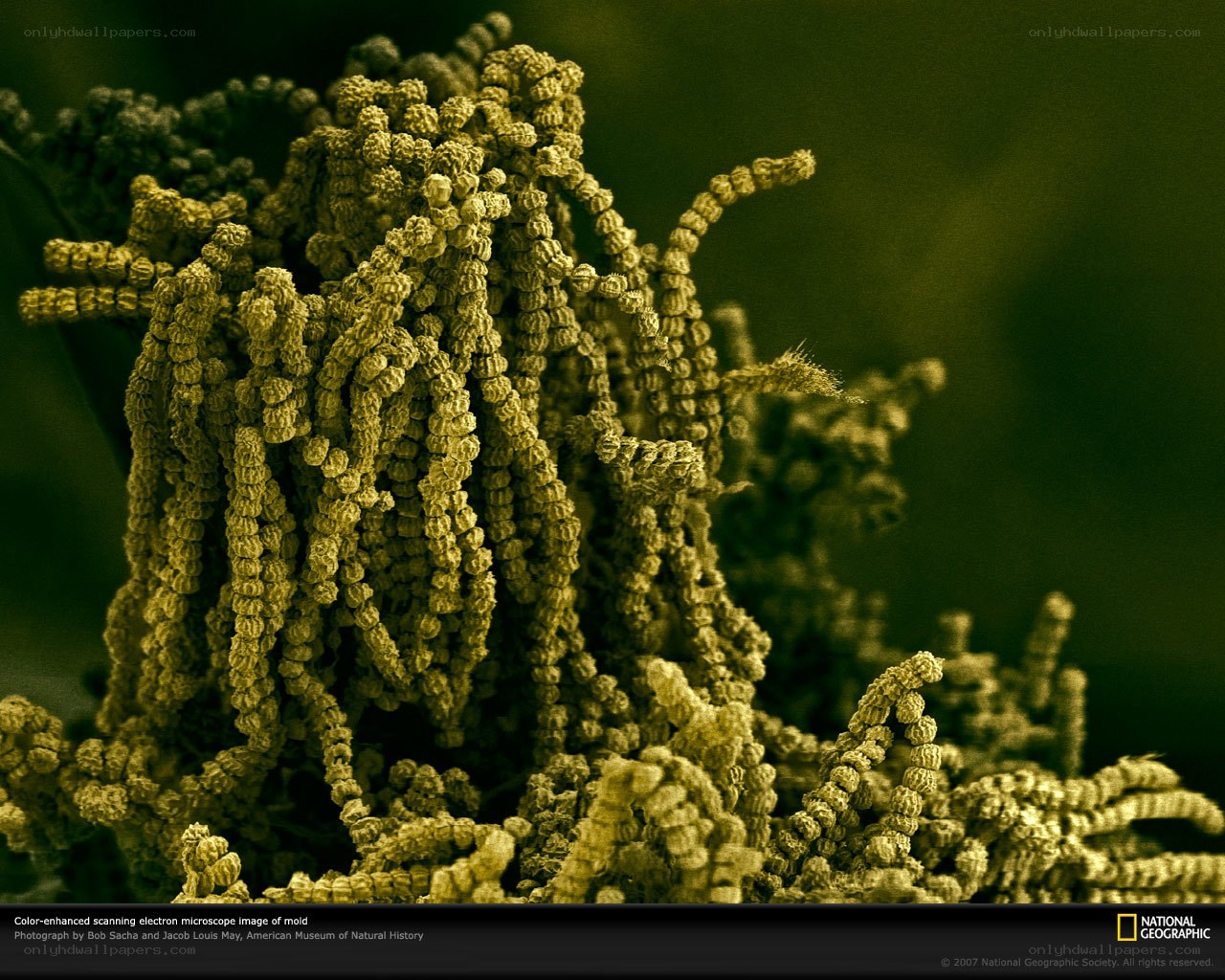 Color-enhanced mold under microscope