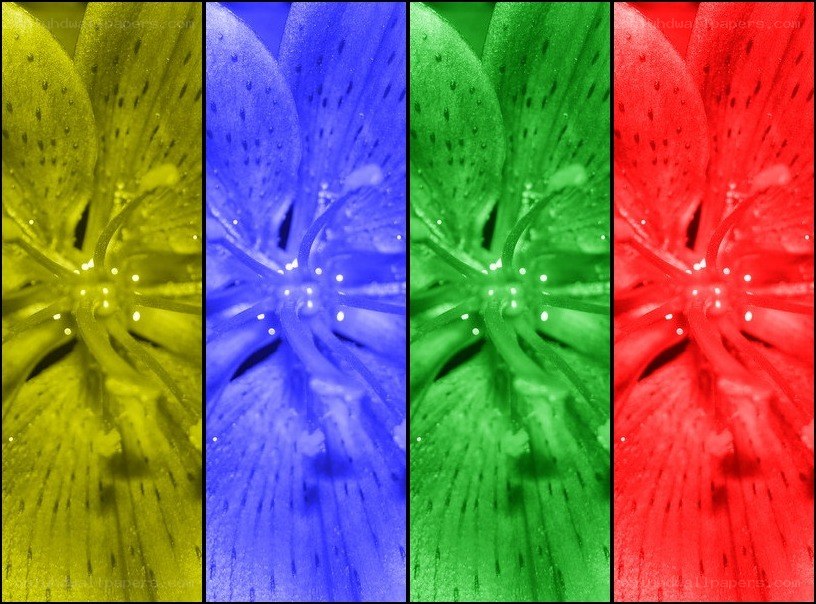 color-filtered flower close-up