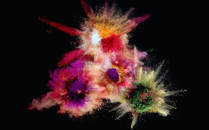 Color Powder Explosion — Purple, Dynamic