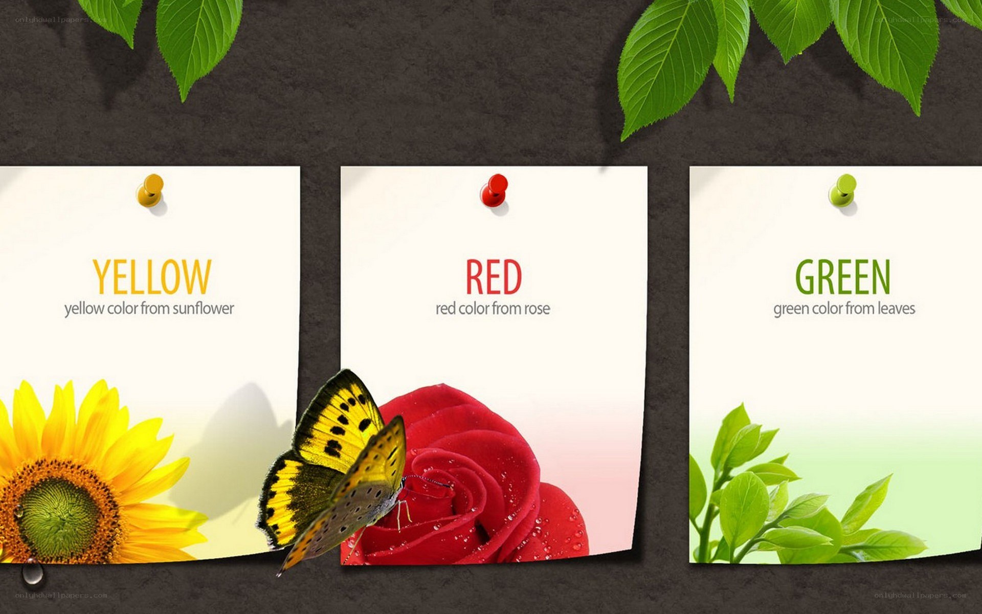 Color theme cards with nature